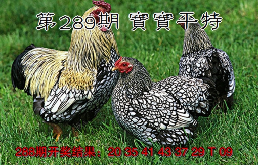 2024289期宝宝平特