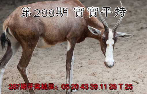 2024288期宝宝平特