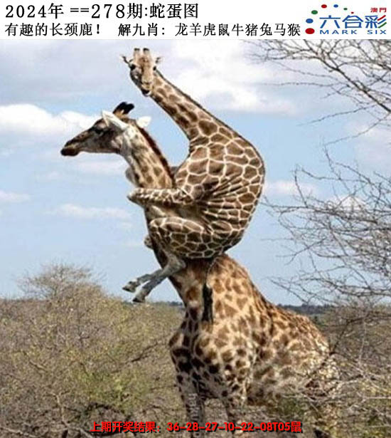 2024278期正版蛇蛋图