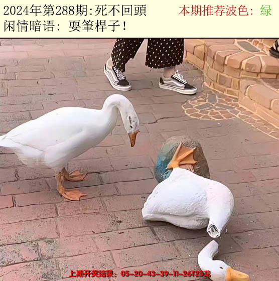 2024288期今日闲情2