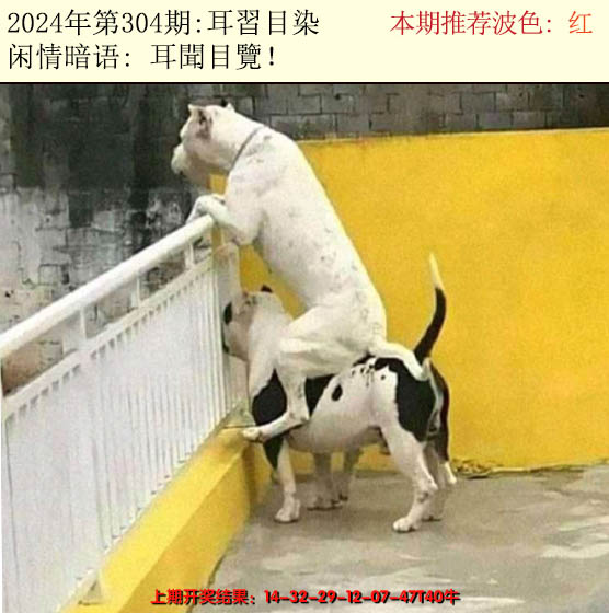2024304期今日闲情2