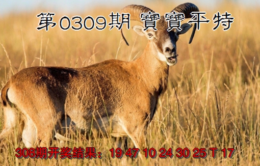 2024309期宝宝平特