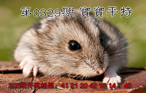 2024329期宝宝平特