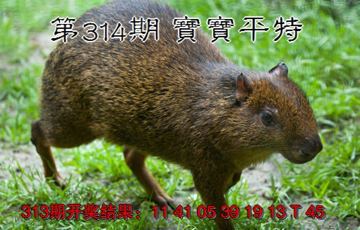 2024314期宝宝平特