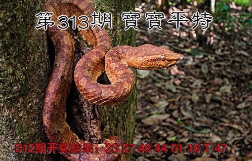 2024313期宝宝平特