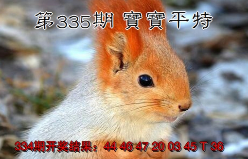 2024335期宝宝平特