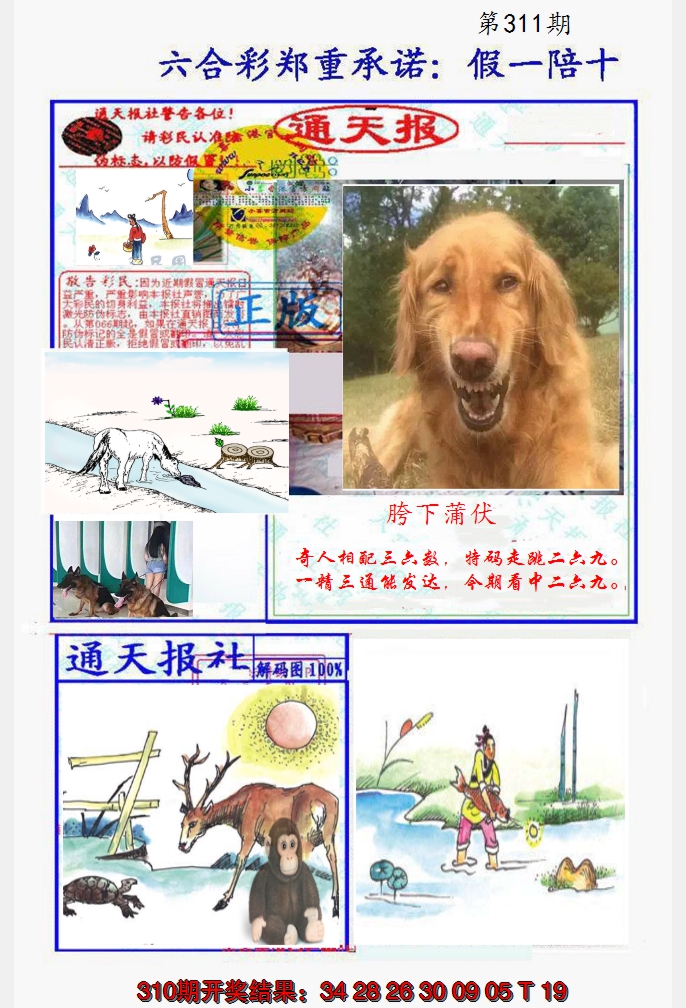 2024311期假一陪十通天报