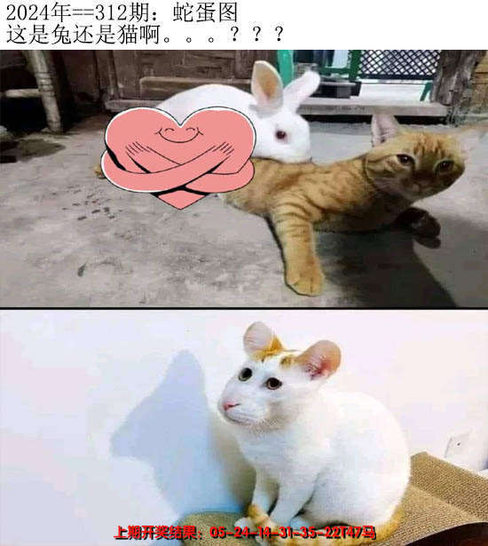 2024312期另版蛇蛋图