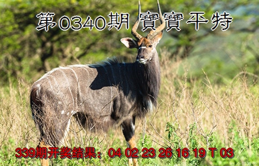2024340期宝宝平特