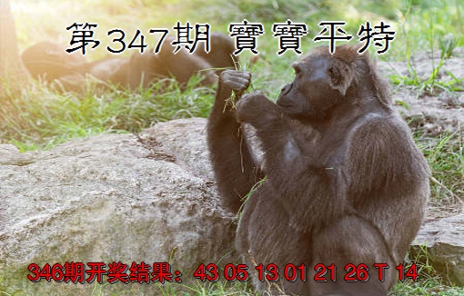 2024347期宝宝平特