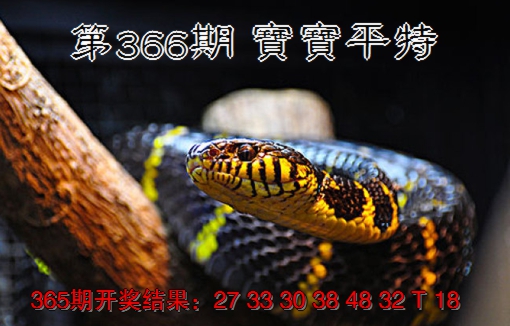 2024366期宝宝平特
