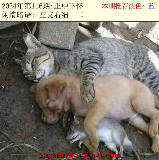 2024116期今日闲情2