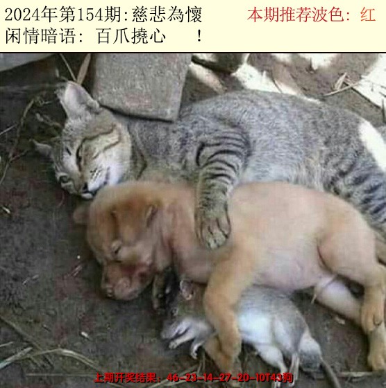 2024154期今日闲情2