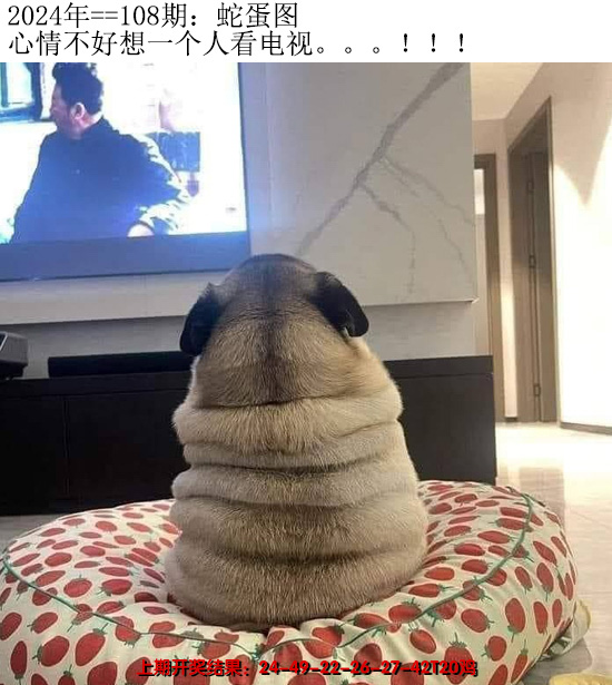 2024108期另版蛇蛋图