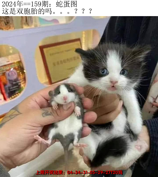 2024159期另版蛇蛋图