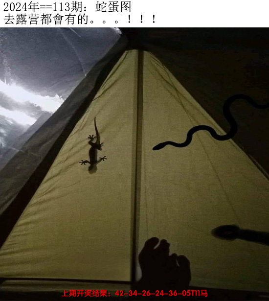 2024113期另版蛇蛋图