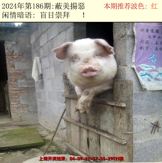 2024186期今日闲情2