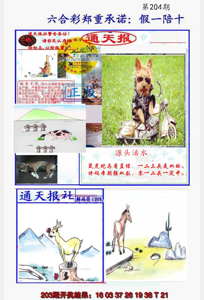 2024204期假一陪十通天报