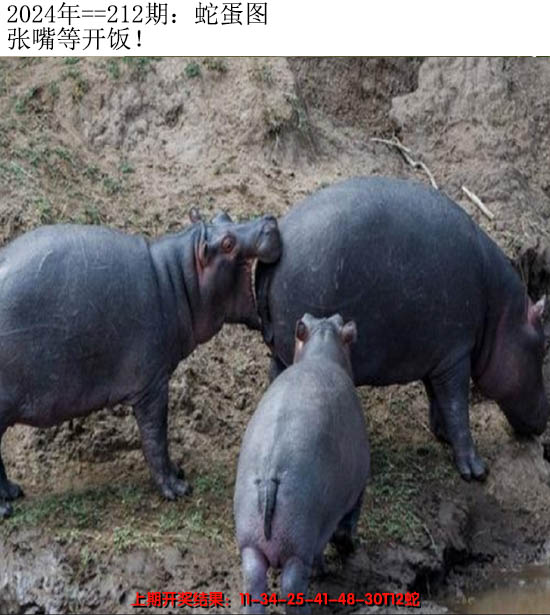 2024212期另版蛇蛋图