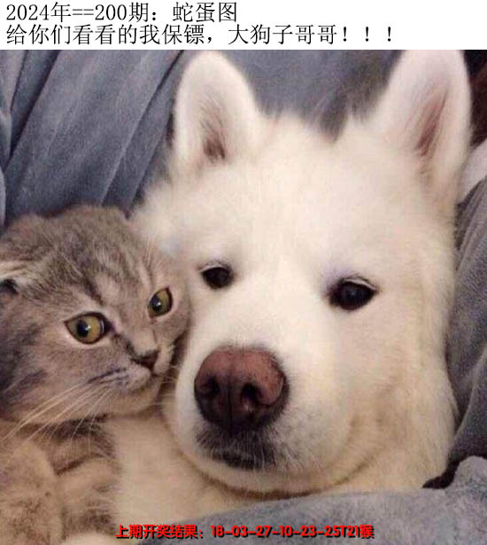 2024200期另版蛇蛋图