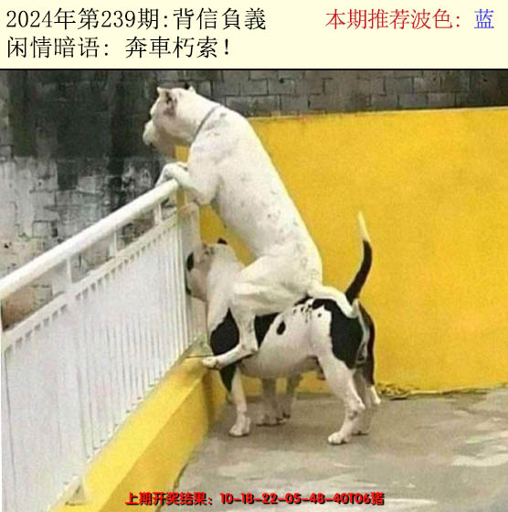 2024239期今日闲情2