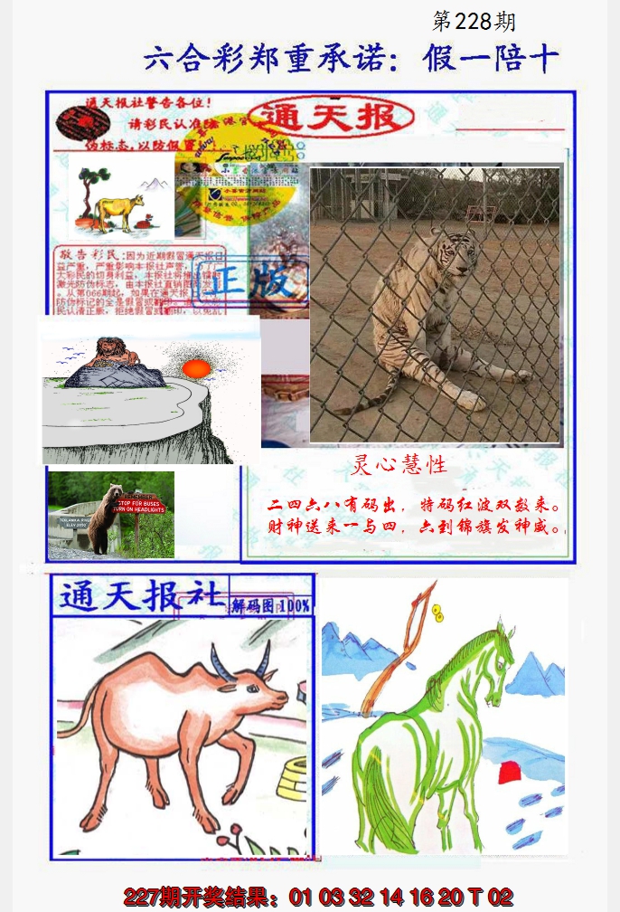 2024228期假一陪十通天报