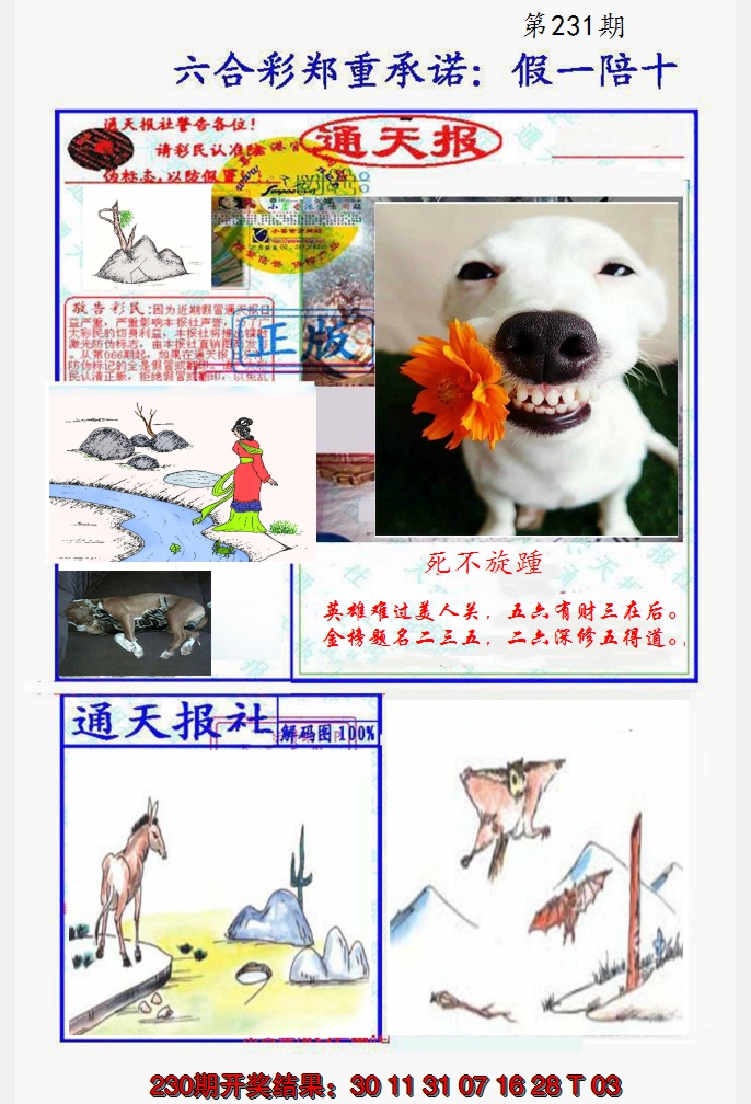2024231期假一陪十通天报