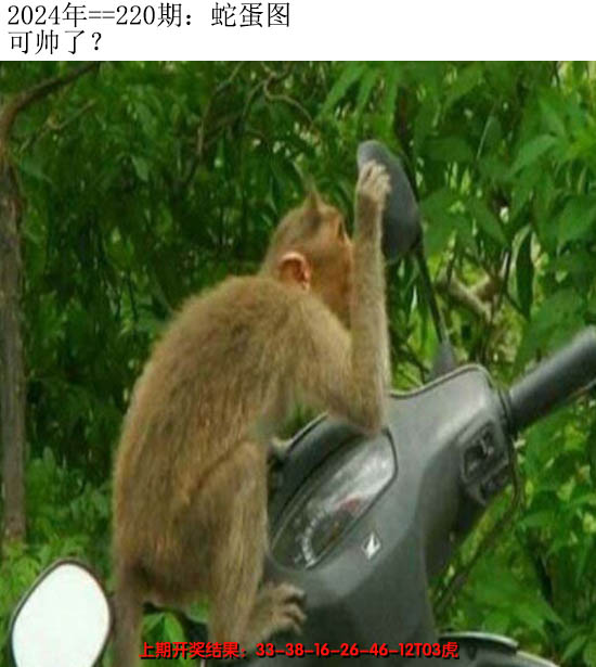 2024220期另版蛇蛋图