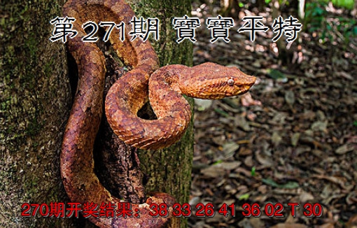 2024271期宝宝平特