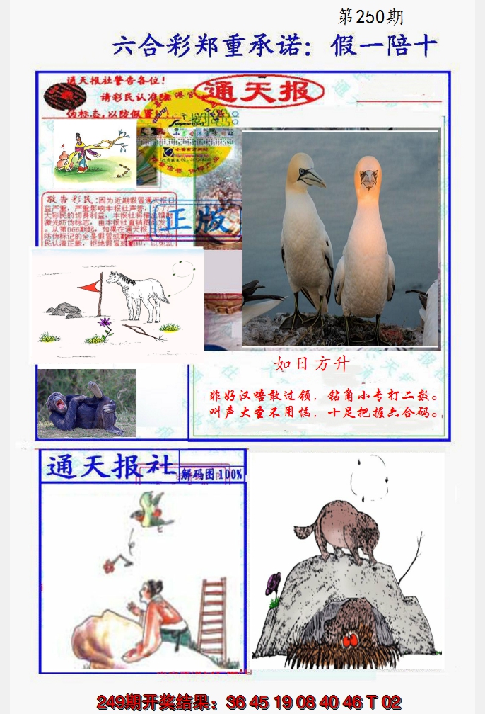 2024250期假一陪十通天报