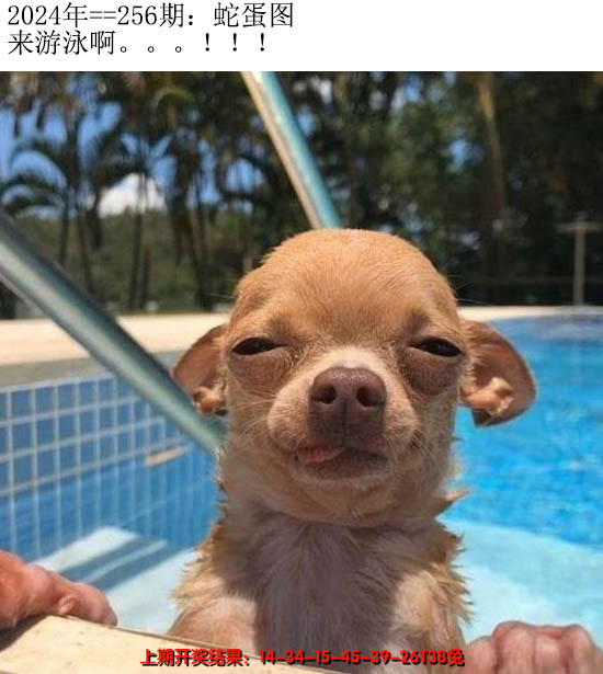 2024256期另版蛇蛋图