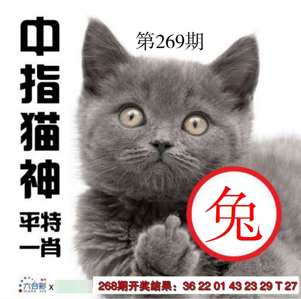 2024269期中指猫神