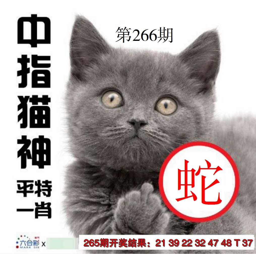 2024266期中指猫神