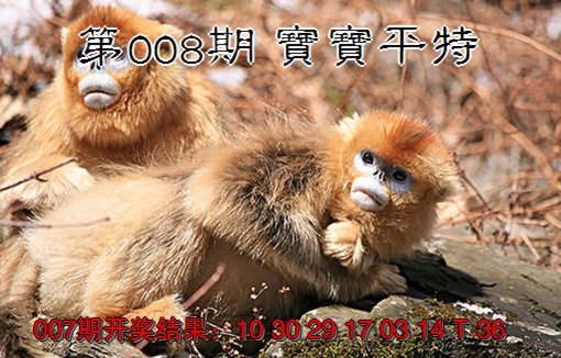 2025008期宝宝平特