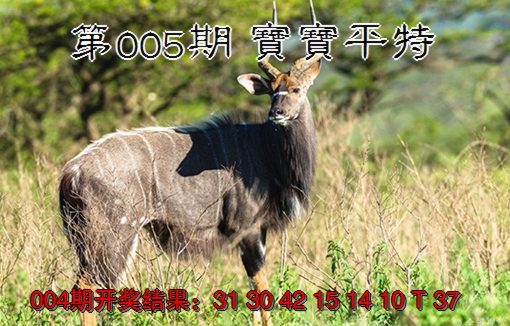 2025005期宝宝平特