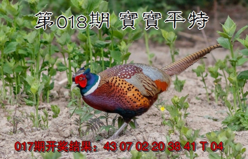 2025018期宝宝平特