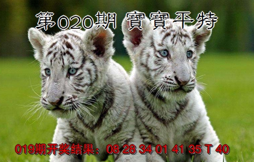 2025020期宝宝平特