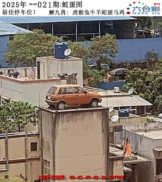 2025021期正版蛇蛋图