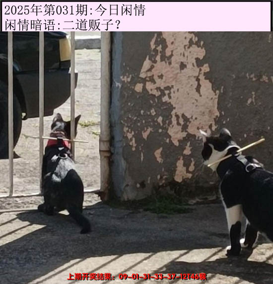 2025031期今日闲情