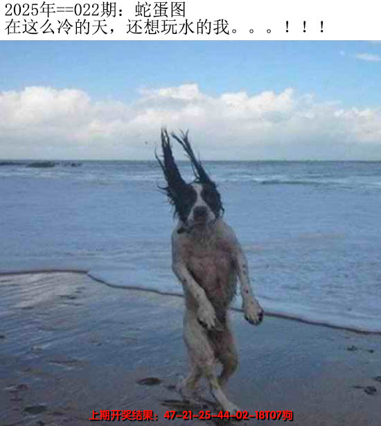 2025022期另版蛇蛋图