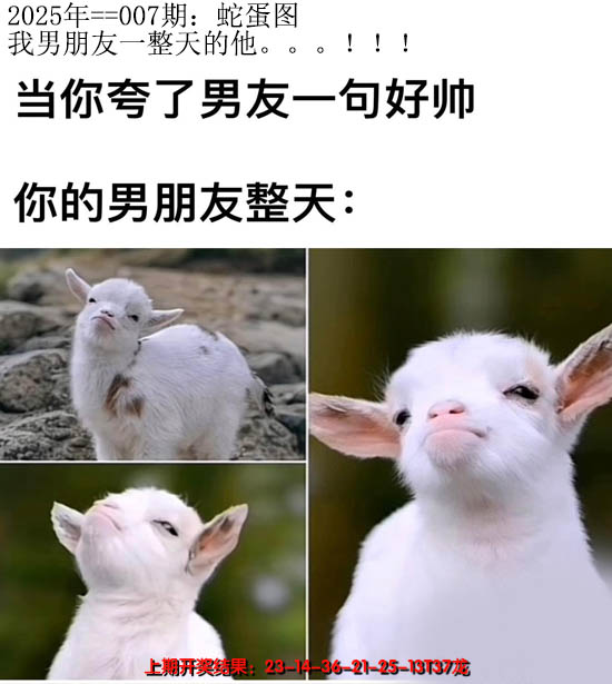 2025007期另版蛇蛋图