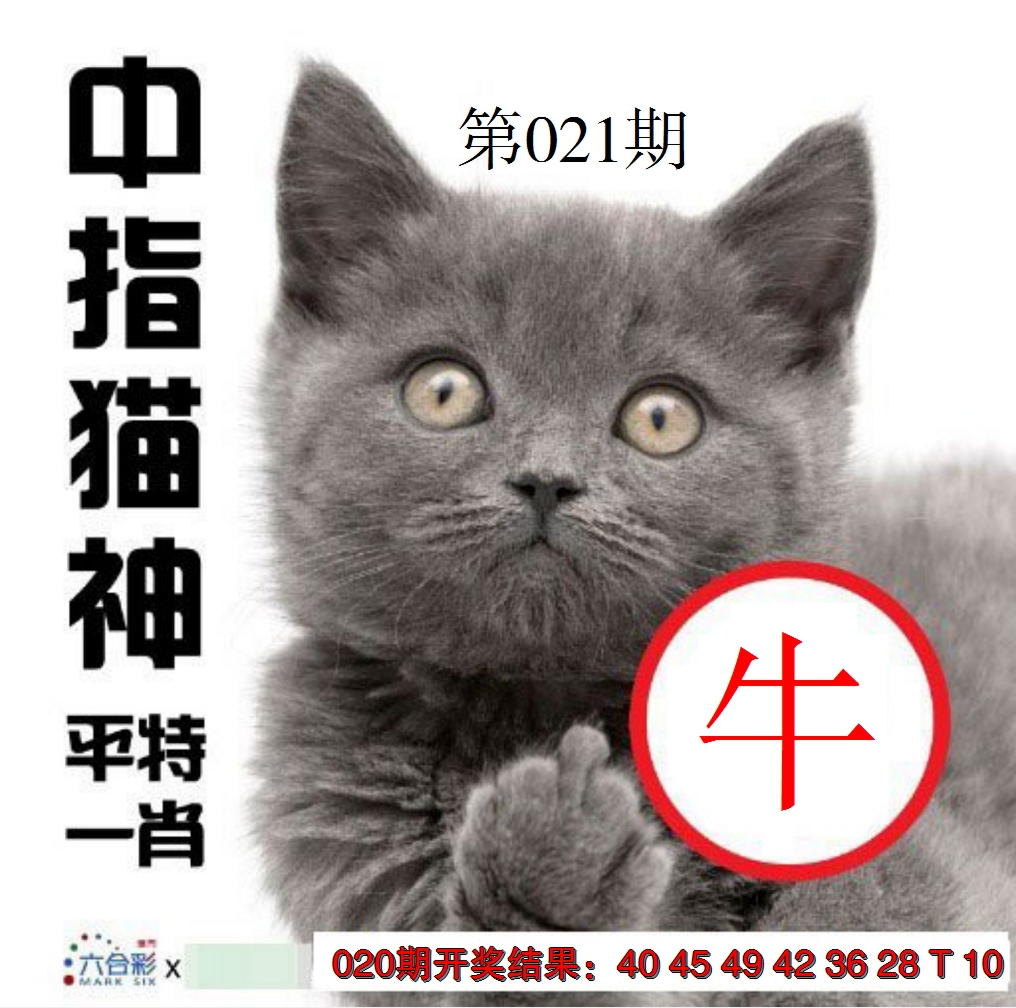 2025021期中指猫神