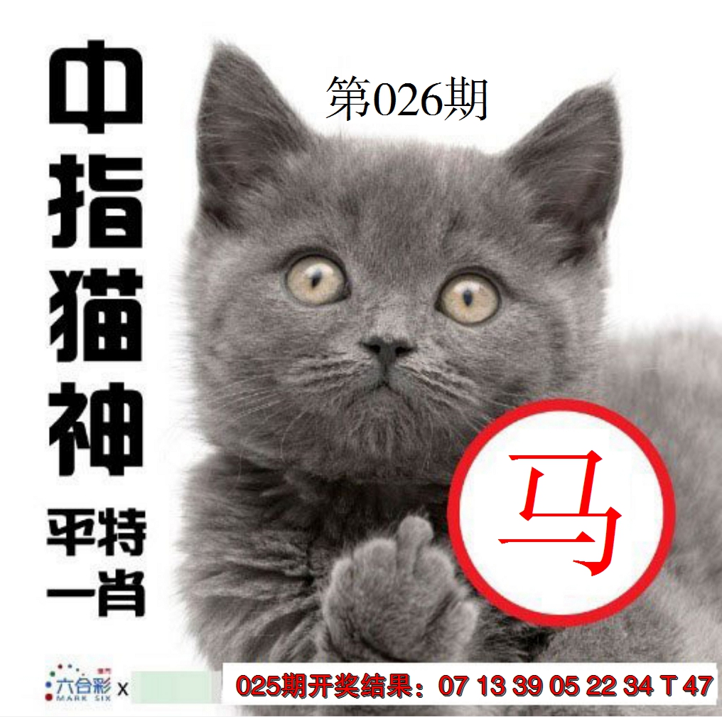 2025026期中指猫神
