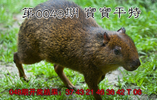 2025049期宝宝平特