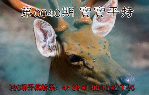 2025040期宝宝平特