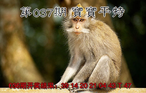 2025037期宝宝平特