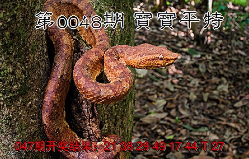 2025048期宝宝平特