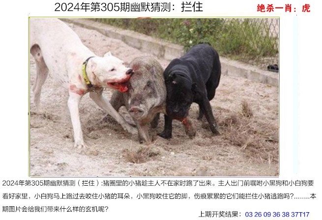 2024305期幽默猜测