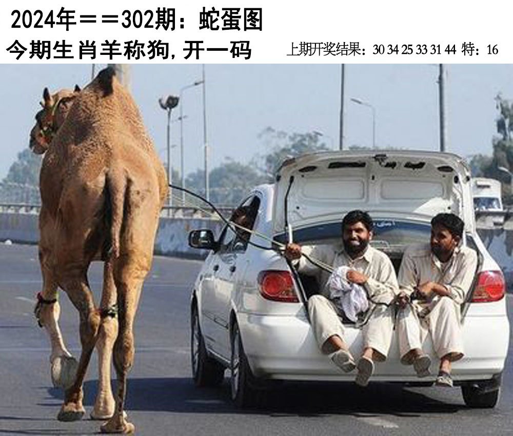 2024302期另版蛇蛋图