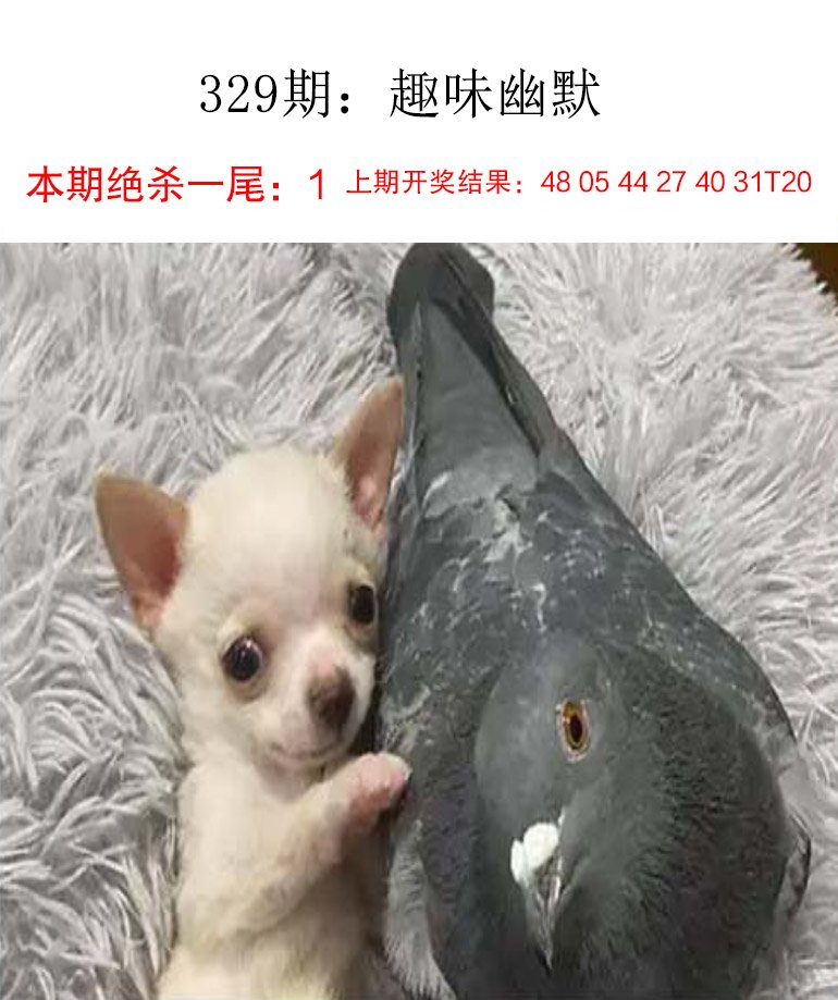 2024329期趣味幽默
